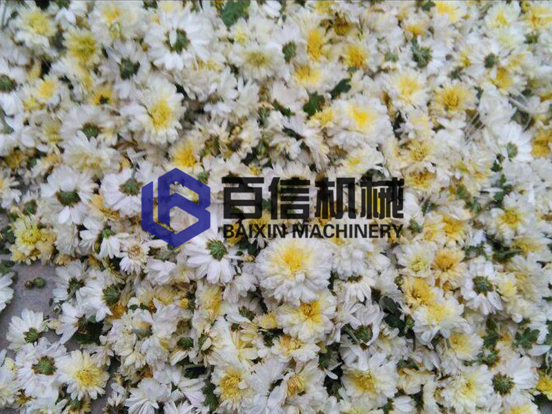 以質為基，黑龍江懷菊花烘干機助力玫瑰花品質升級與未來拓展